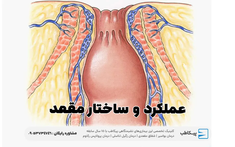 عملکرد و ساختار مقعد