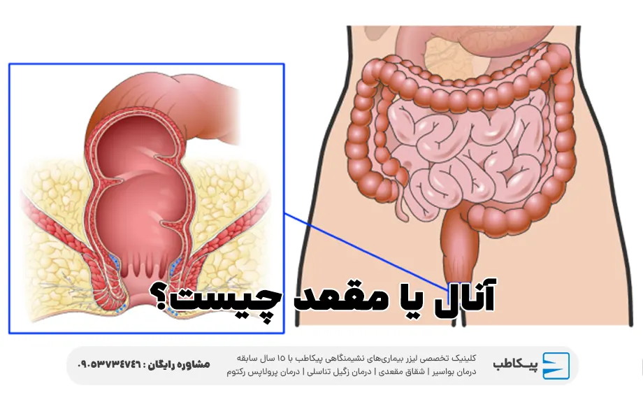 آنال یا مقعد چیست؟