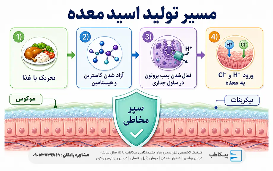 اسید معده چیست؟ | هر آنچه باید بدانید 2 مسیر تولید اسید معده